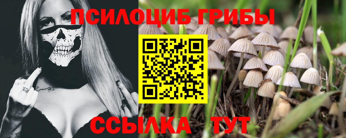 Псилоцибиновые грибы GOLDEN TEACHER Топки